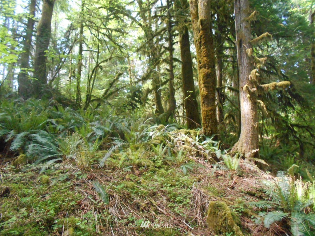 292 Coyote Road Brinnon, WA 98320 - Photo 25 of 38 Gallery Image 25