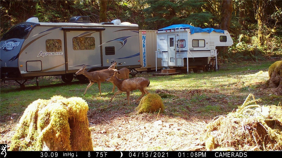 292 Coyote Road Brinnon, WA 98320 - Photo 33 of 38 Gallery Image 33