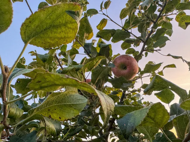 $249,900 | W3223 690th Avenue, Spring Valley, WI 54767