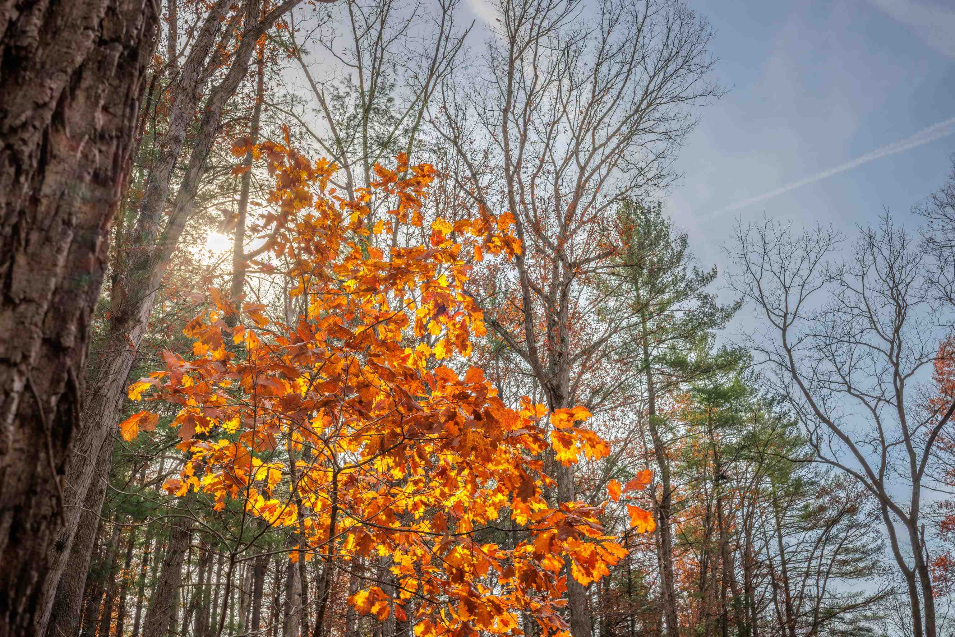Tbd Plum Tree Draft Road Churchville, VA 24421 - Photo 11 of 26