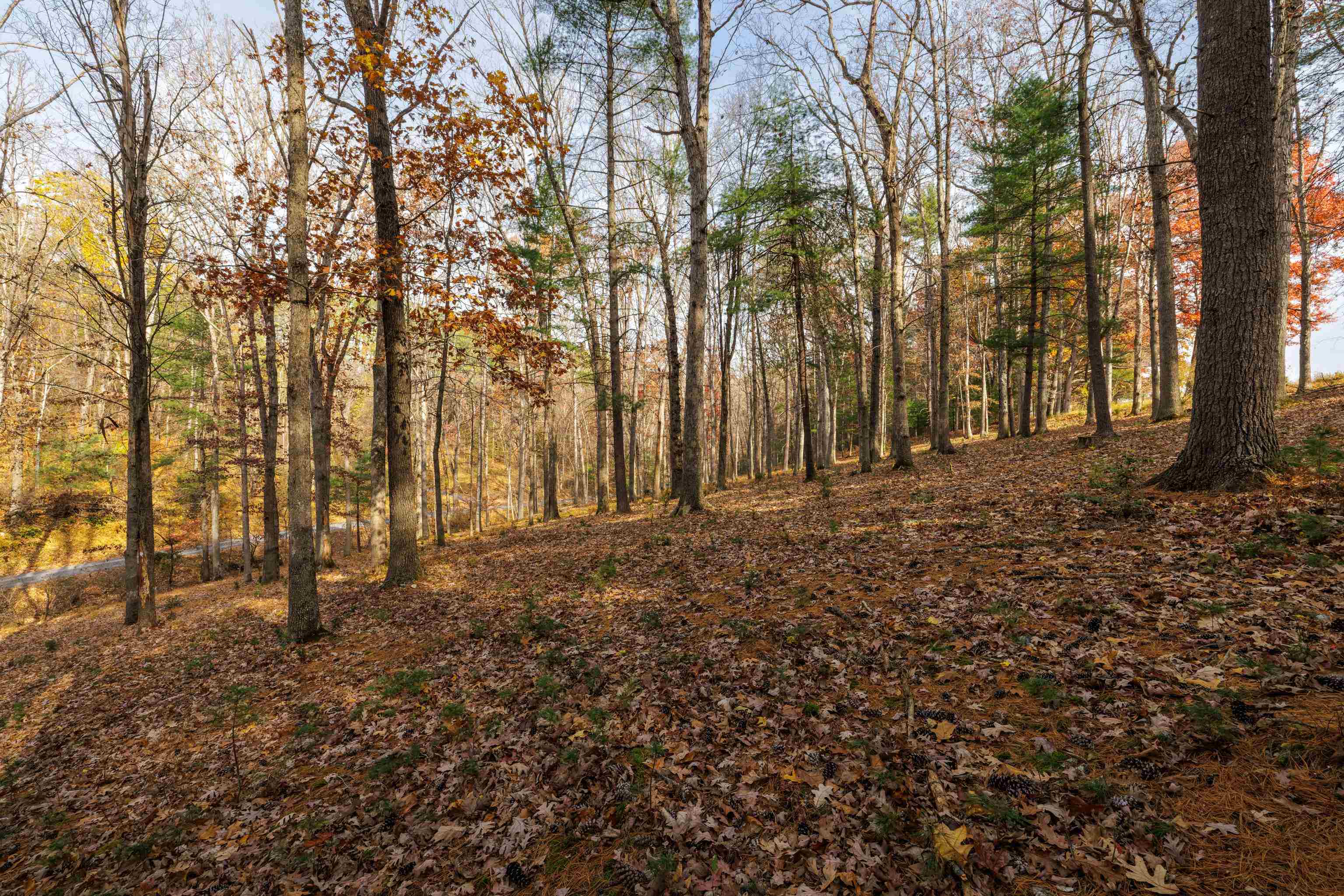 Tbd Plum Tree Draft Road Churchville, VA 24421 - Photo 12 of 26