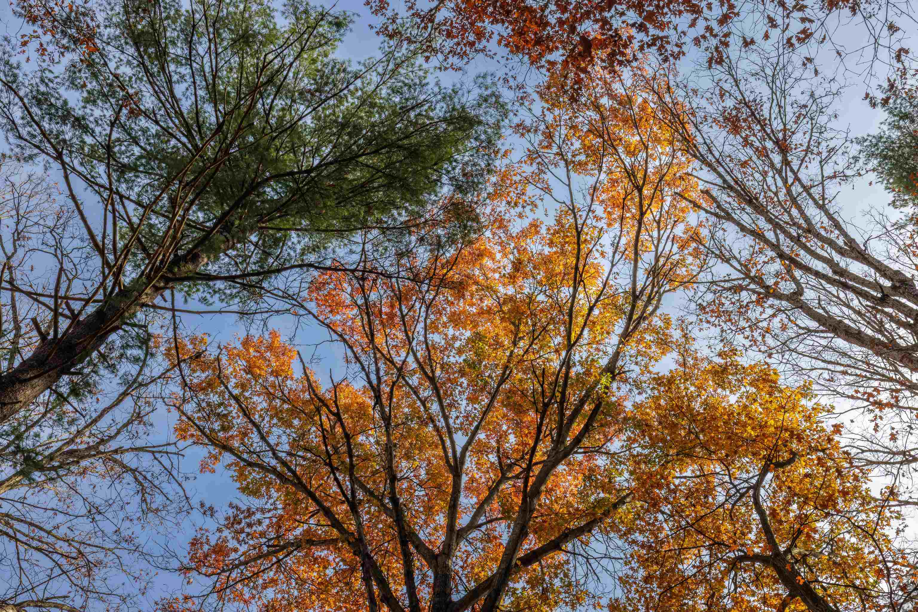 Tbd Plum Tree Draft Road Churchville, VA 24421 - Photo 14 of 26