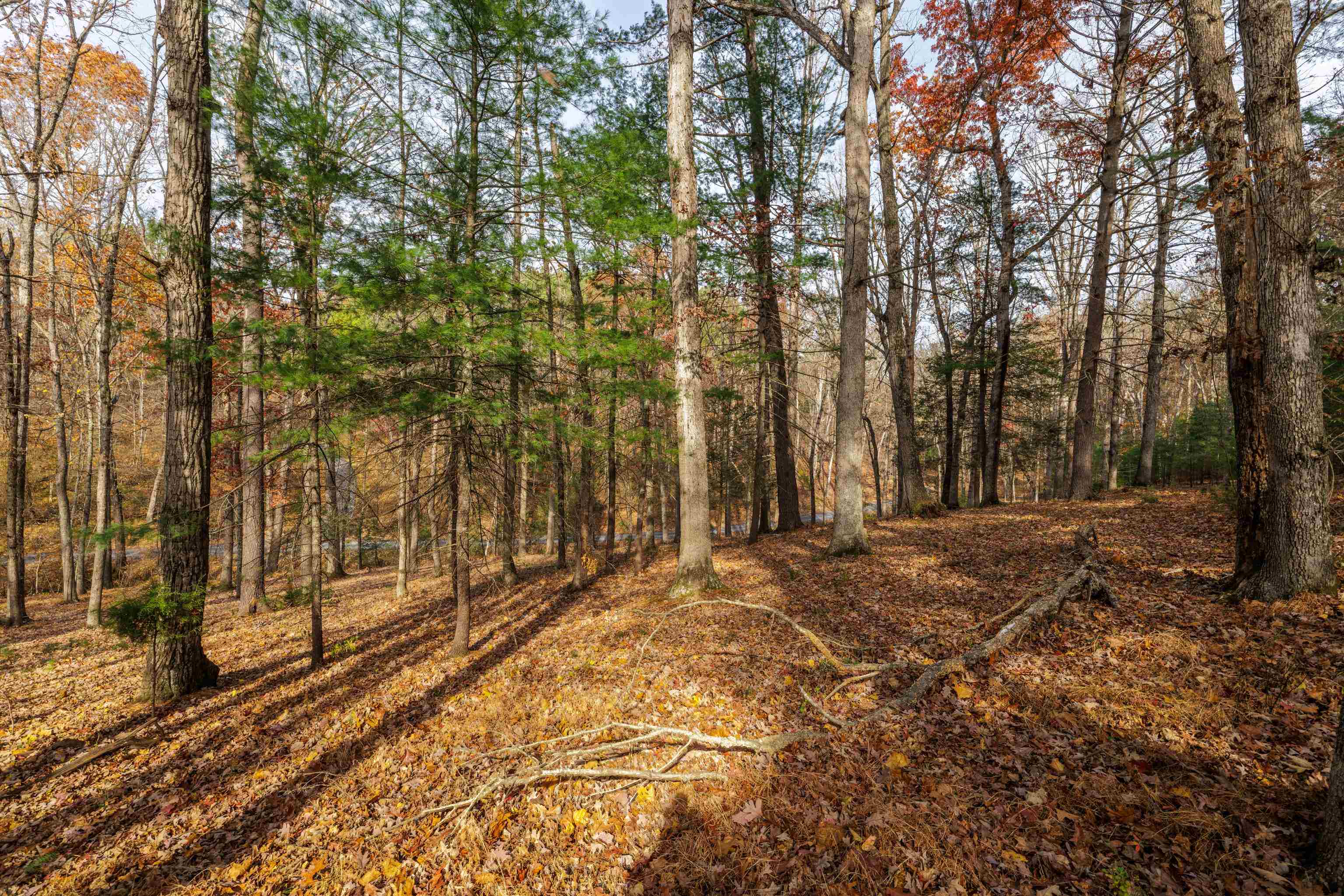 Tbd Plum Tree Draft Road Churchville, VA 24421 - Photo 2 of 26