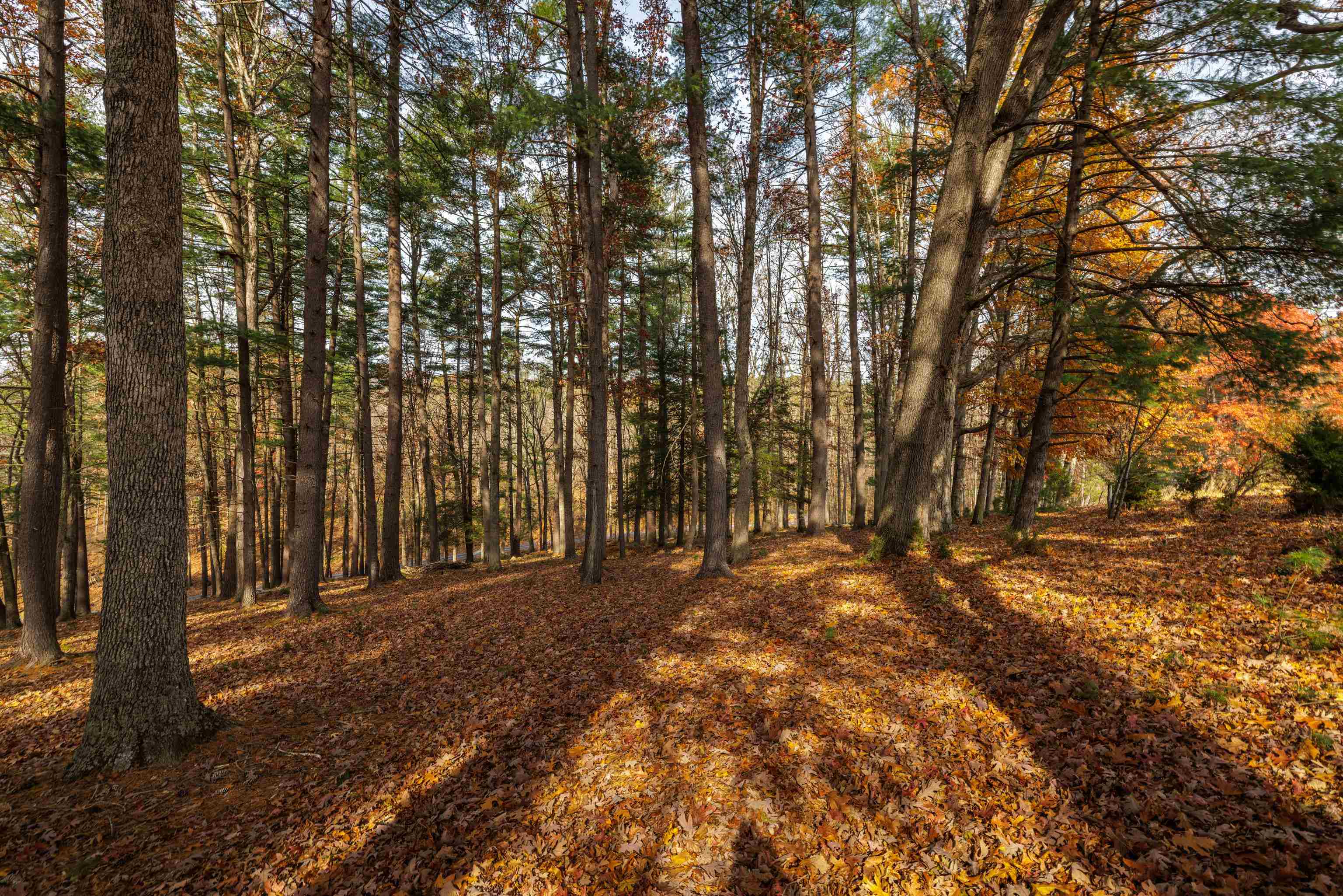 Tbd Plum Tree Draft Road Churchville, VA 24421 - Photo 4 of 26