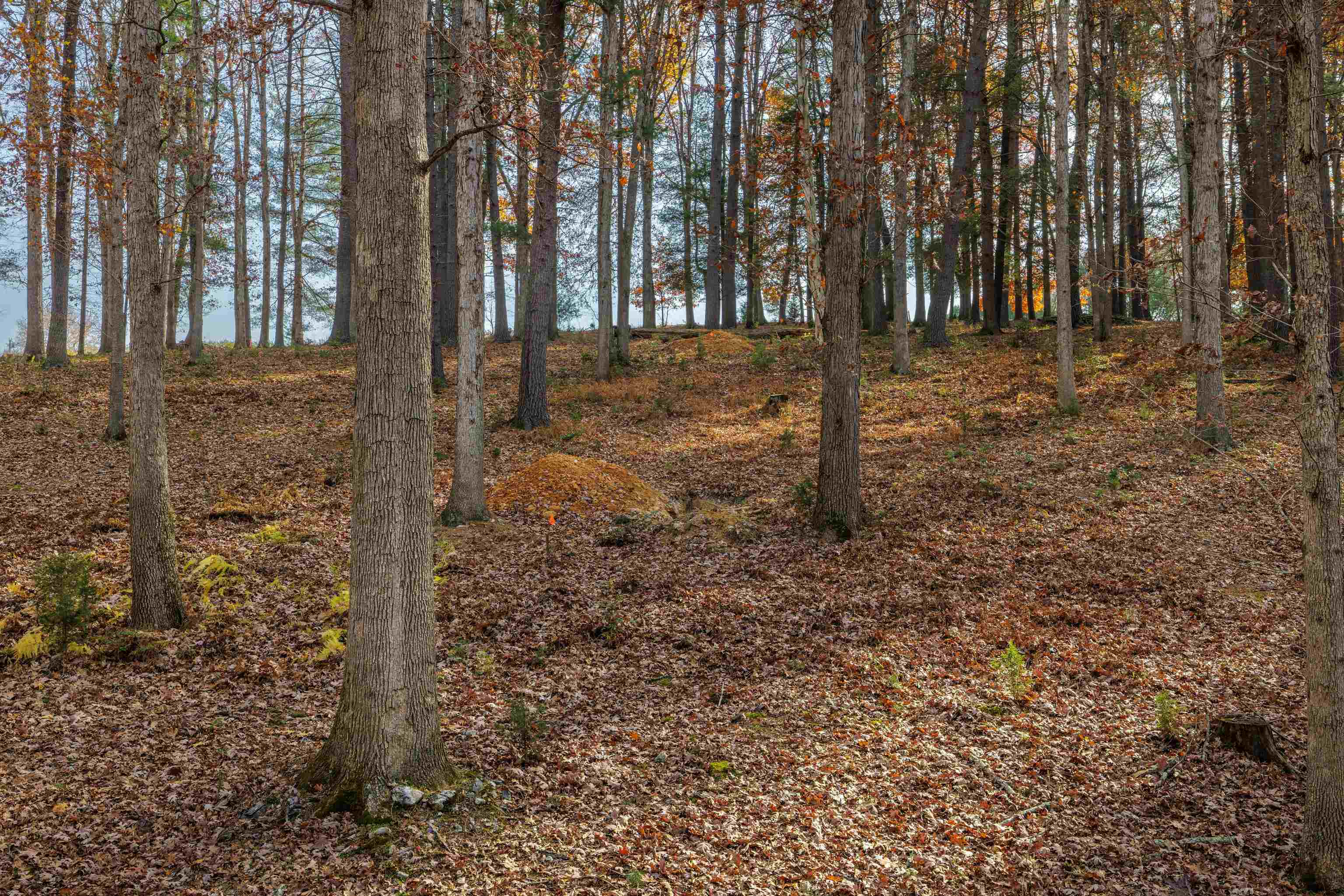 Tbd Plum Tree Draft Road Churchville, VA 24421 - Photo 8 of 26