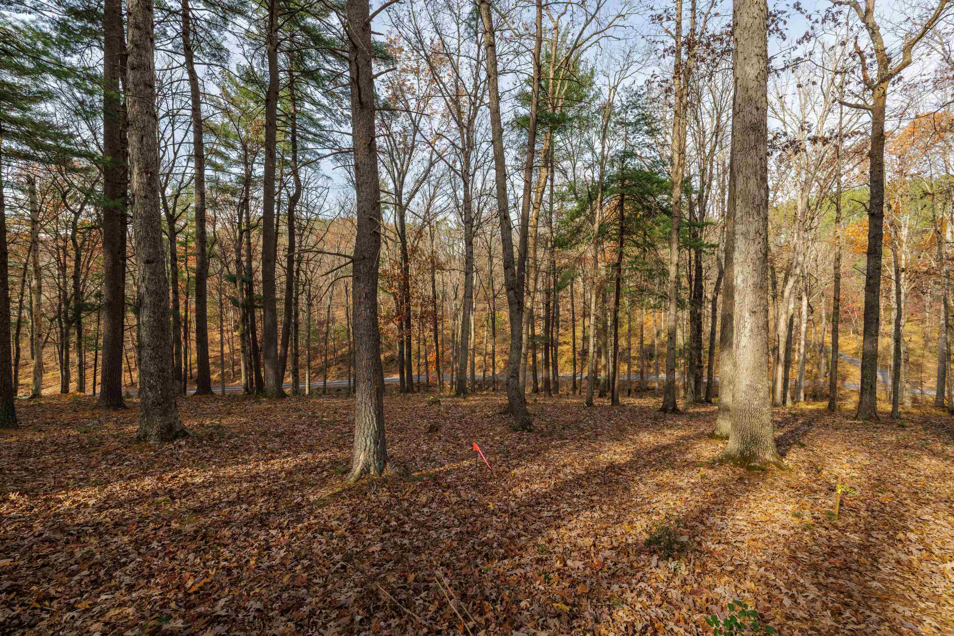 Tbd Plum Tree Draft Road Churchville, VA 24421 - Photo 9 of 26