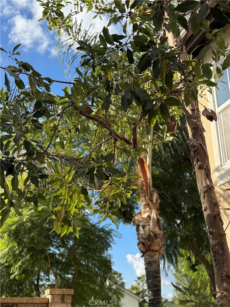 39213 Anchor Bay, Unit B Murrieta, CA 92563 - Photo 44 of 48 a picture of plants