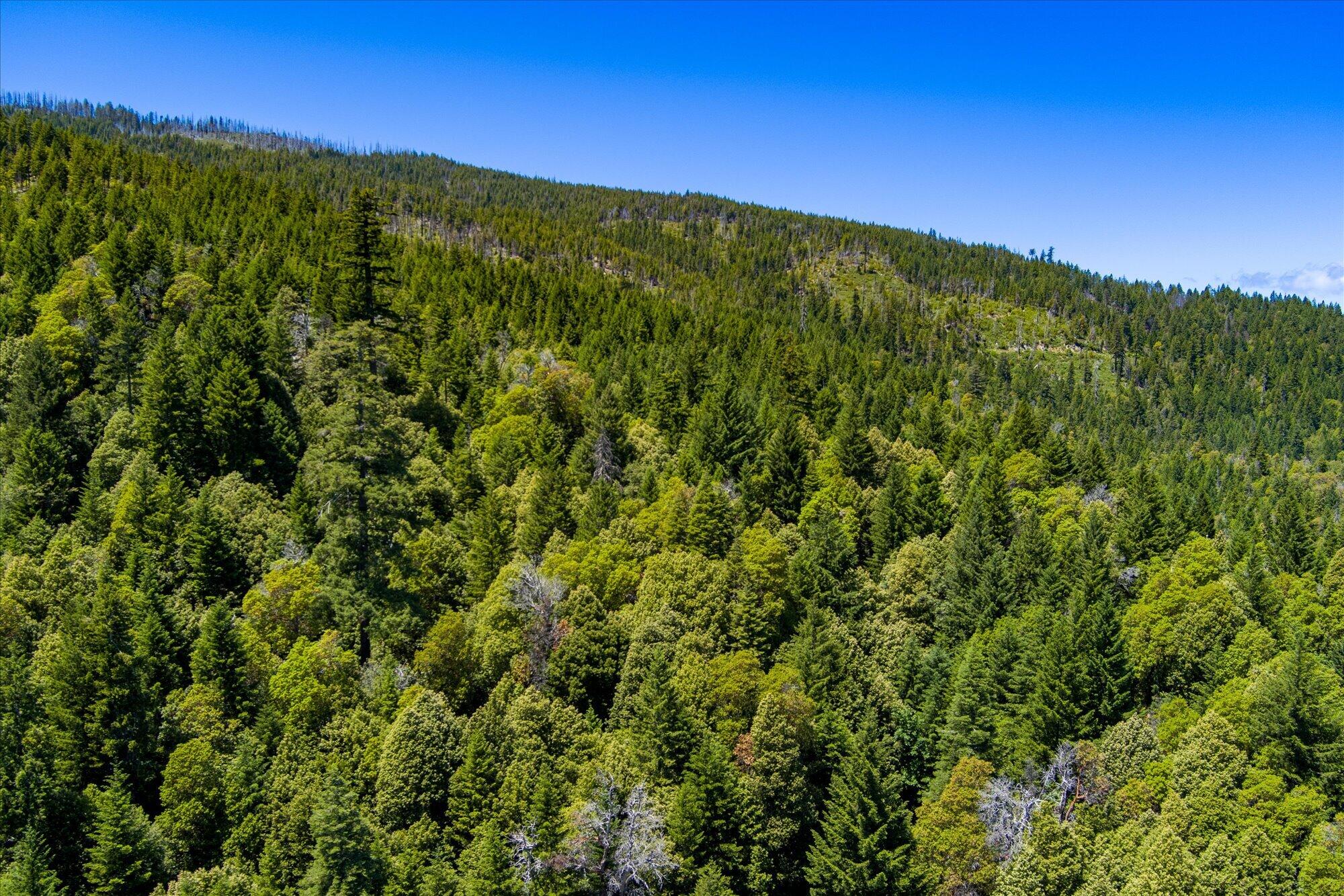 0 Forest Rte 4N20 Road Hayfork, CA 96041 - Photo 13 of 22