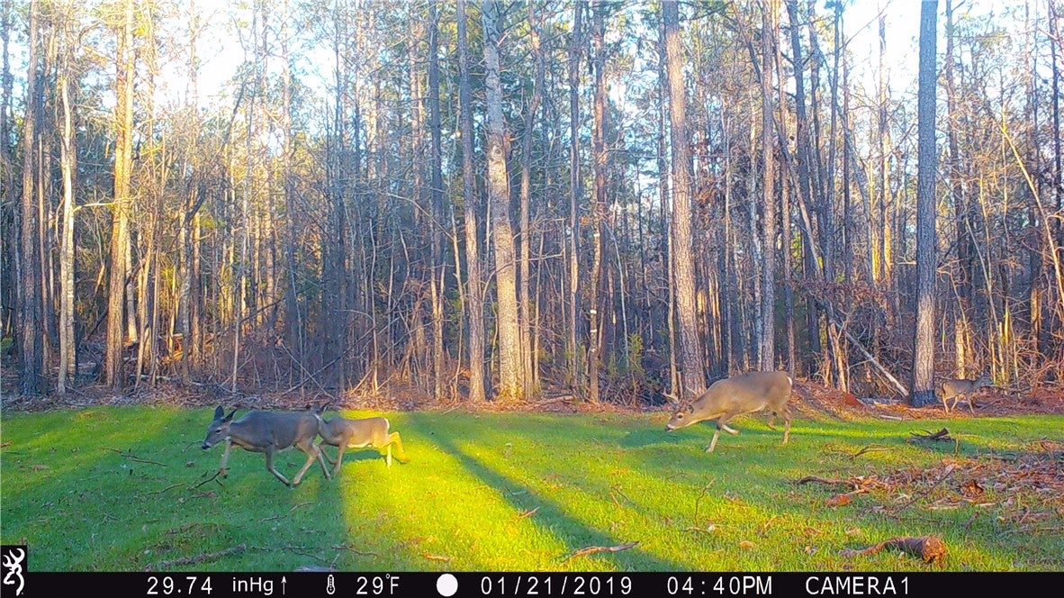 0 South Thornton Road Camp Hill, AL 36850 - Photo 14 of 37 Gallery Image 14