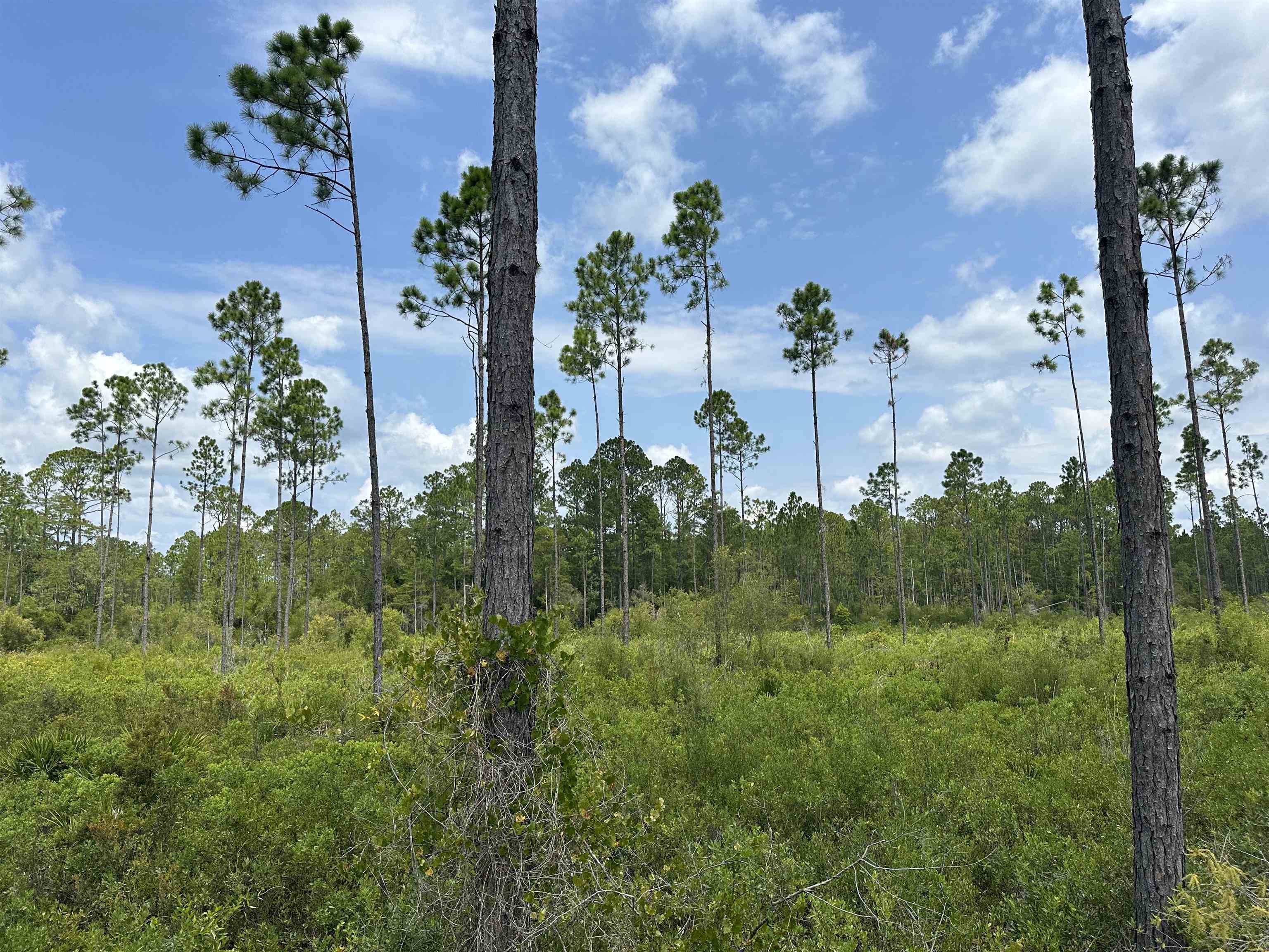 90 Circle Block Loop Greenville, FL 32331 - Photo 23 of 42