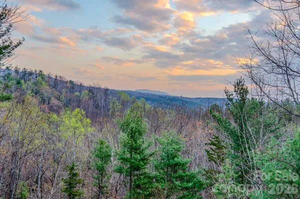 a view of a bunch of trees and bushes