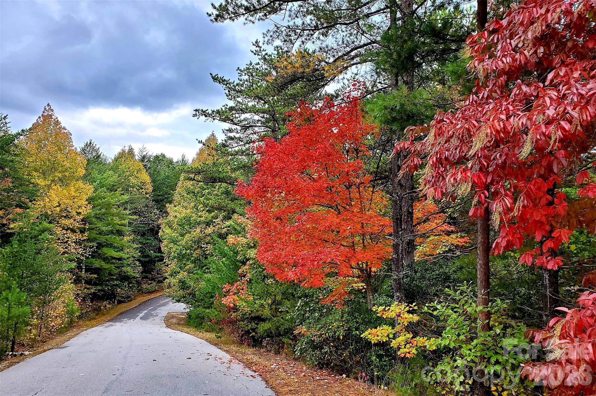 9147 Shortoff View Terrace Nebo, NC 28761 - Photo 40 of 48 a picture of tree