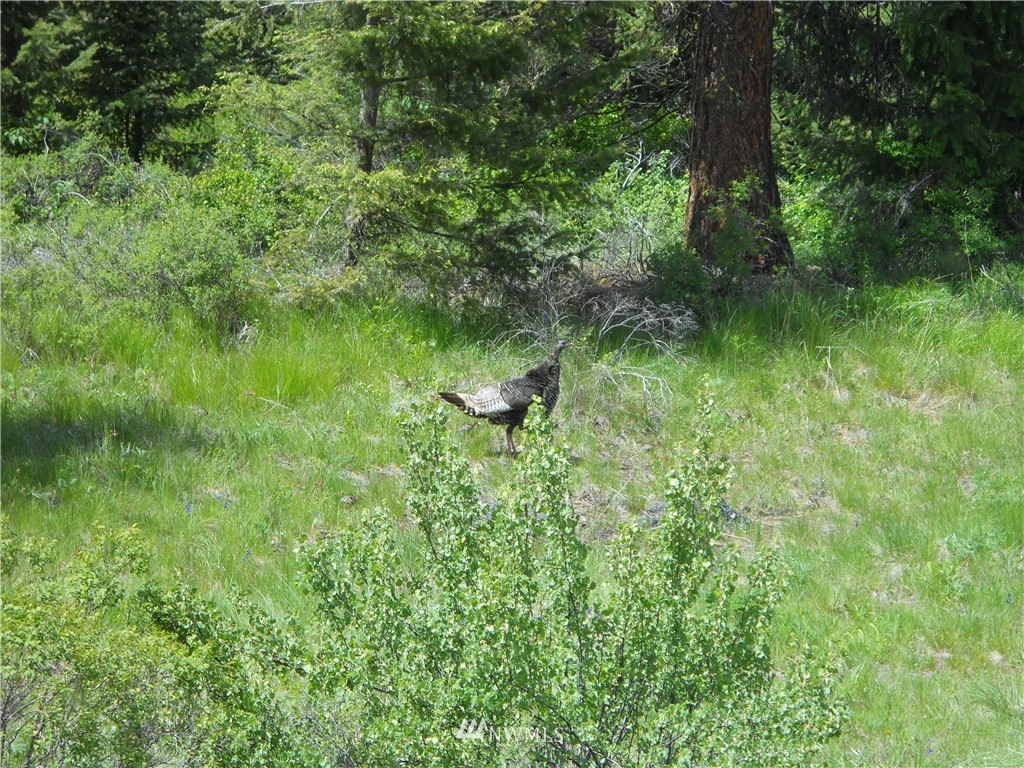 0 Tonasket Creek Road Curlew, WA 99118 - Photo 11 of 25 Gallery Image 11
