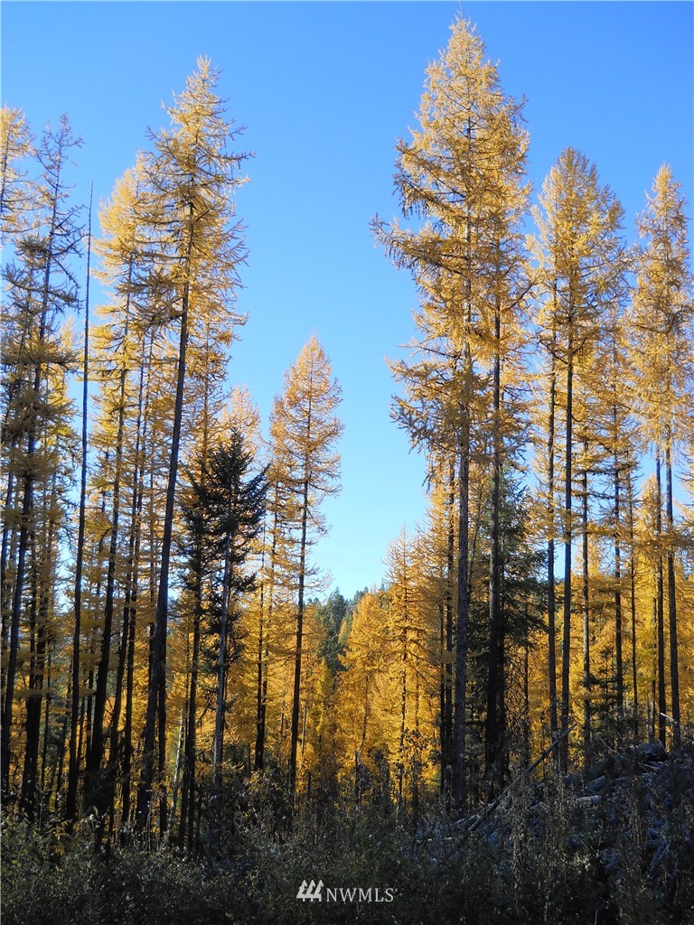 0 Tonasket Creek Road Curlew, WA 99118 - Photo 13 of 25 Gallery Image 13