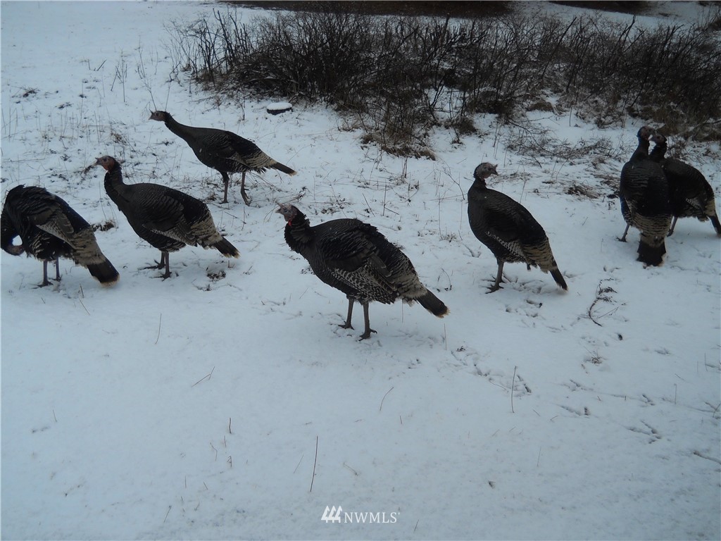 0 Tonasket Creek Road Curlew, WA 99118 - Photo 16 of 25 Gallery Image 16