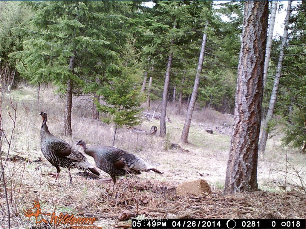 0 Tonasket Creek Road Curlew, WA 99118 - Photo 17 of 25 Gallery Image 17