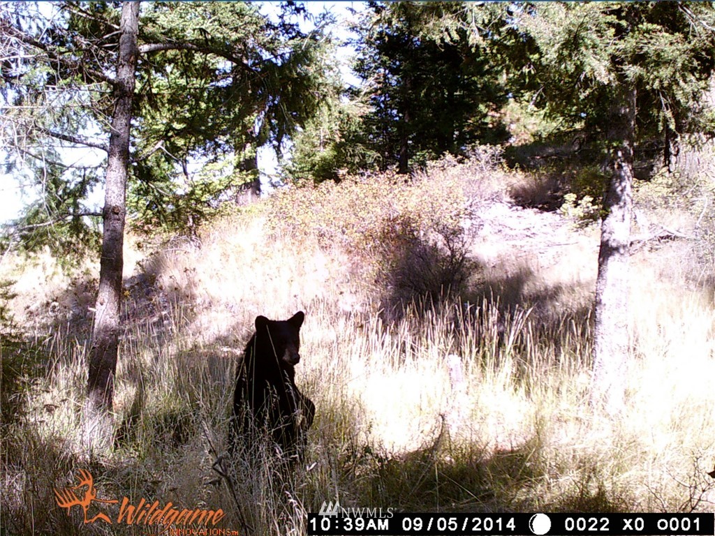 0 Tonasket Creek Road Curlew, WA 99118 - Photo 19 of 25 Gallery Image 19