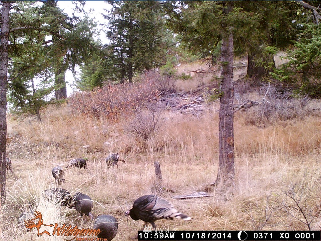 0 Tonasket Creek Road Curlew, WA 99118 - Photo 20 of 25 Gallery Image 20