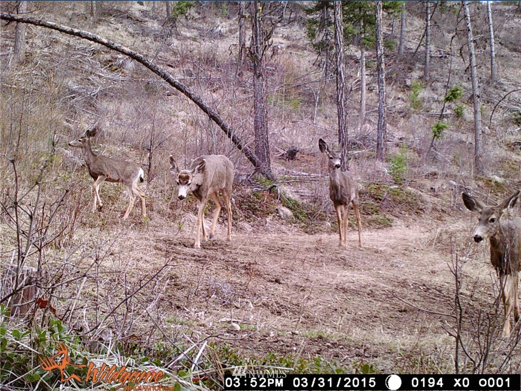 0 Tonasket Creek Road Curlew, WA 99118 - Photo 23 of 25 Gallery Image 23