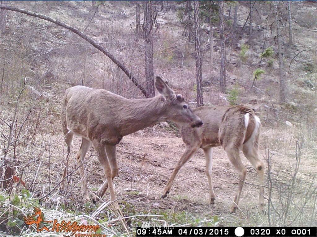 0 Tonasket Creek Road Curlew, WA 99118 - Photo 24 of 25 Gallery Image 24