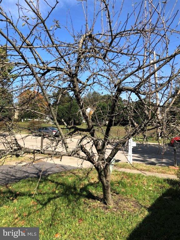 1210 Hunter Road Pasadena, MD 21122 - Photo 39 of 42 Apple Tree in Front side Yard!