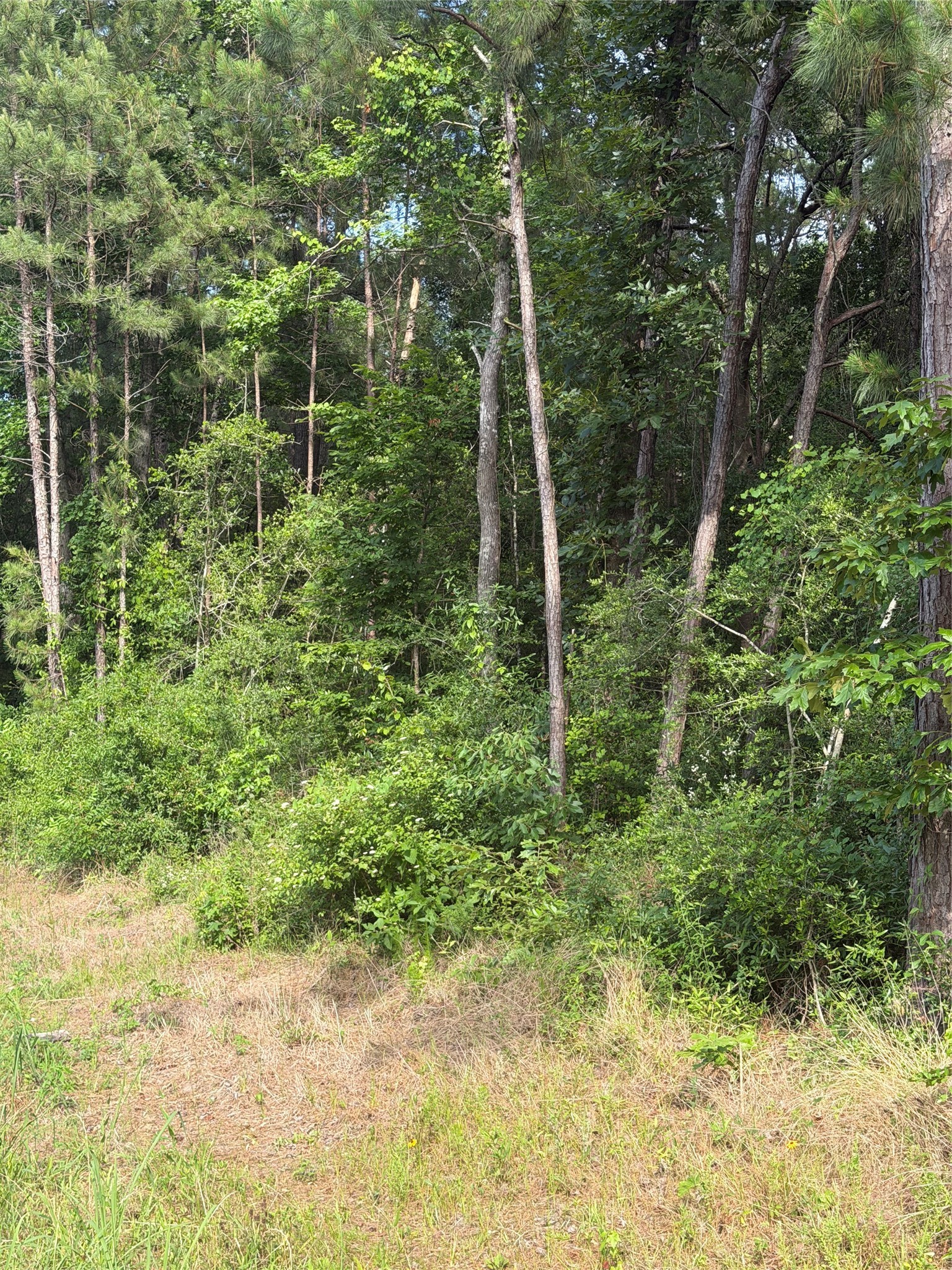 1127 Rd Shepherd Tx 77371 Road Shepherd, TX 77371 - Photo 6 of 8 a view of forest