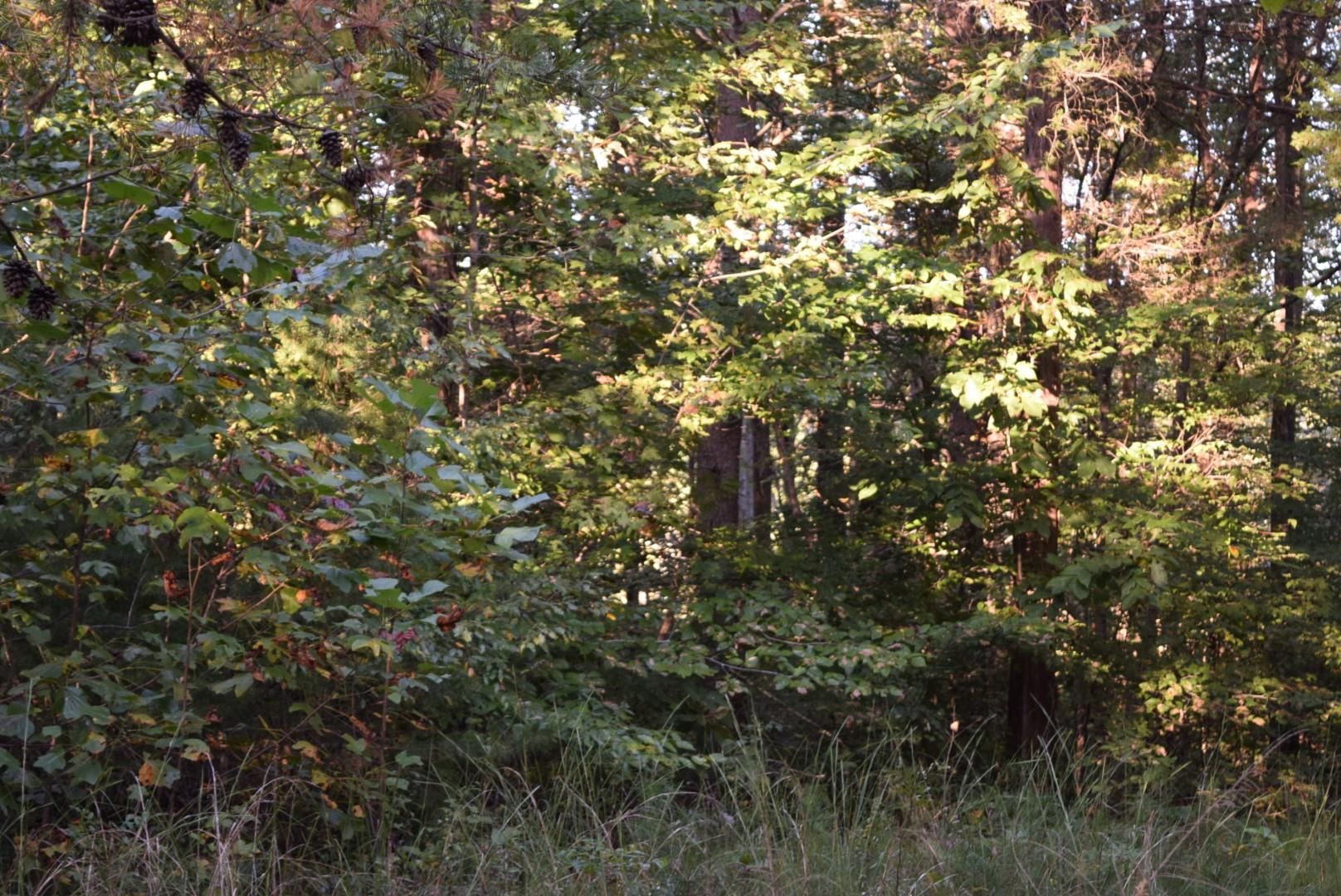 1010 Harrison Branch Road Manchester, TN 37355 - Photo 2 of 12