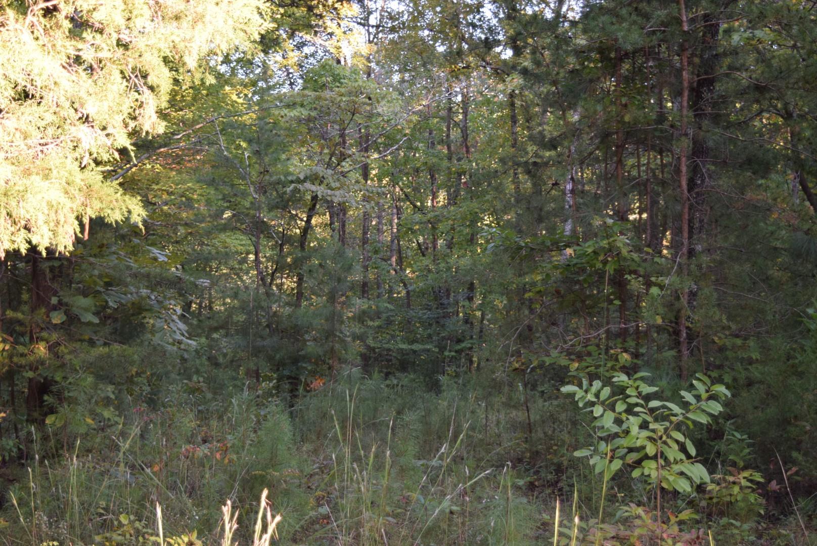 1010 Harrison Branch Road Manchester, TN 37355 - Photo 4 of 12