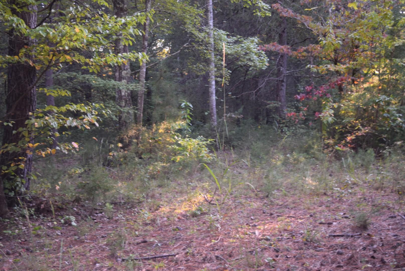 1010 Harrison Branch Road Manchester, TN 37355 - Photo 5 of 12
