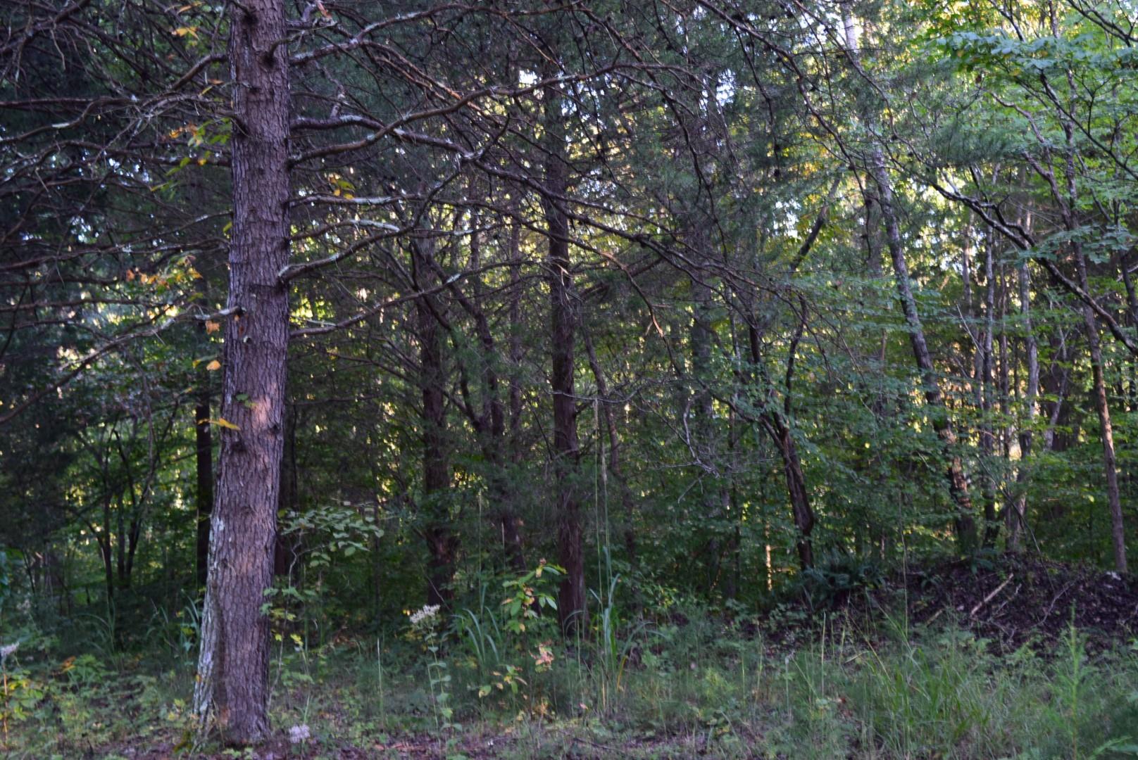 1010 Harrison Branch Road Manchester, TN 37355 - Photo 8 of 12