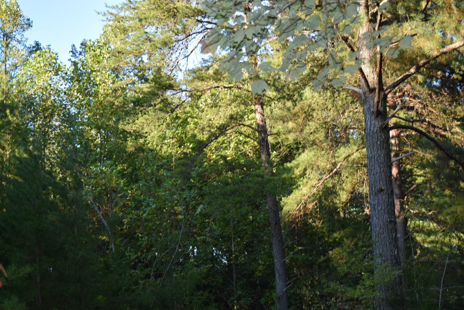1010 Harrison Branch Road Manchester, TN 37355 - Photo 9 of 12