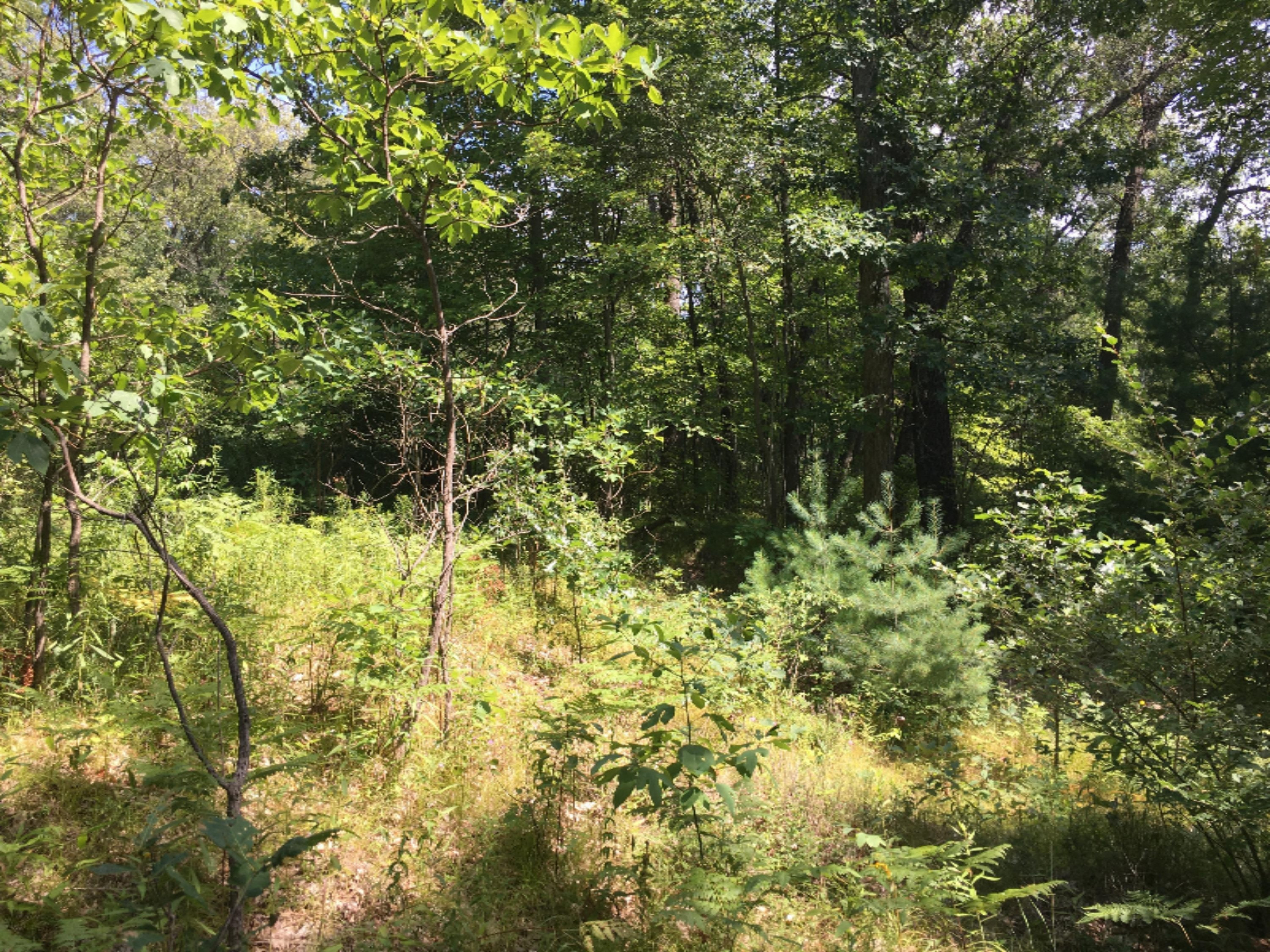21265 Jefferson Road Morley, MI 49336 - Photo 10 of 10 IMG-1849