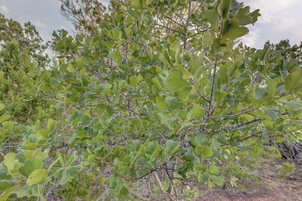 438 Yellowstone Lane Hunt, TX 78024 - Photo 32 of 47