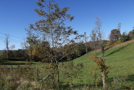 1084 Alum Ridge Road Northwest Willis, VA 24380 - Photo 23 of 24 Bruce-YD1
