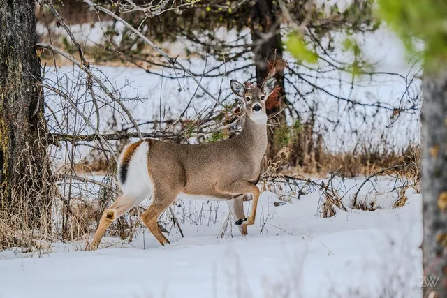 $1,425,000 | 14199 Franklin Road, McCall, ID 83638