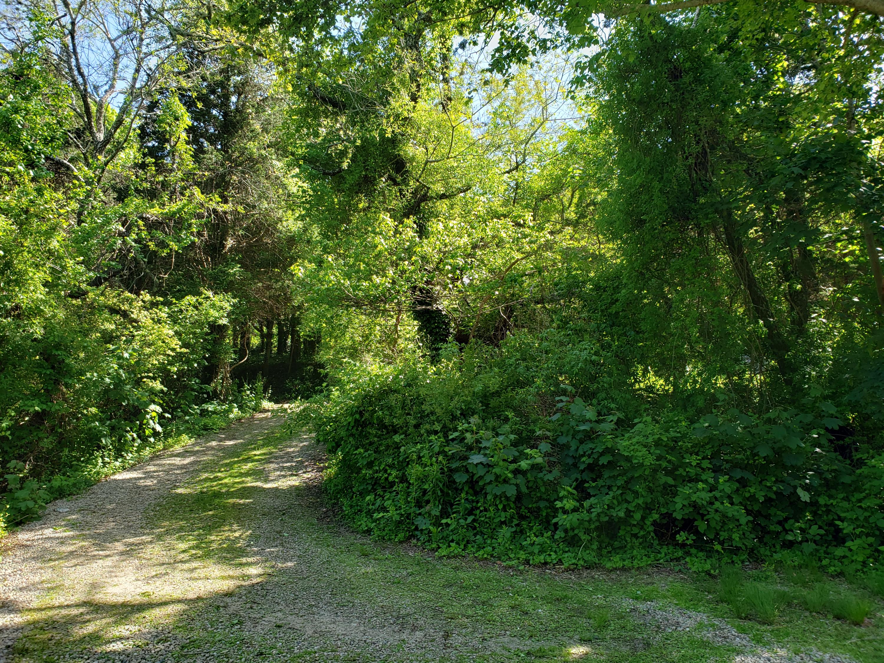 440 Mary Chase Road Eastham, MA 02642 - Photo 41 of 44 20200601_153704