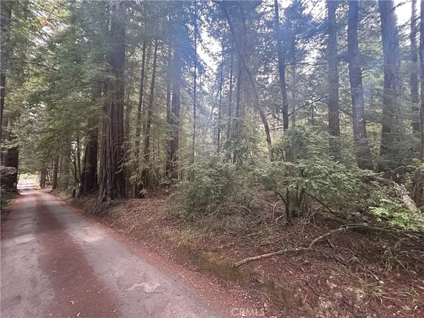 a view of a forest with trees