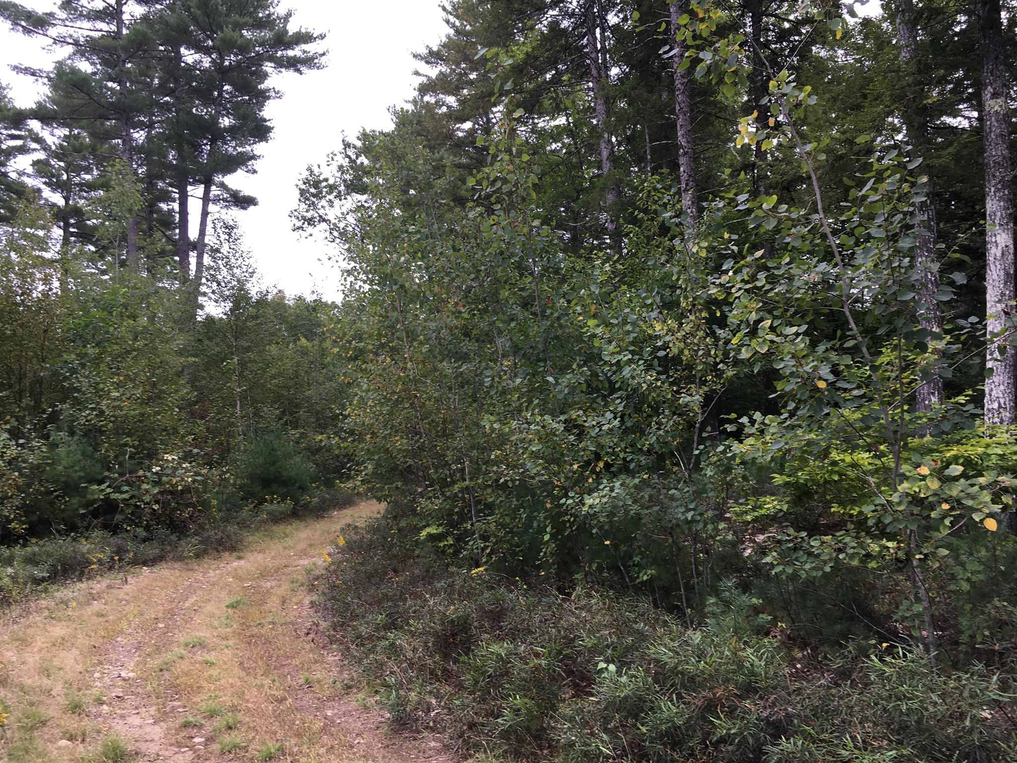 47-acres New Dam Road Limerick, ME 04048 - Photo 11 of 22 05A0C504-4DA3-40EE-83C0-AECD7D26375D