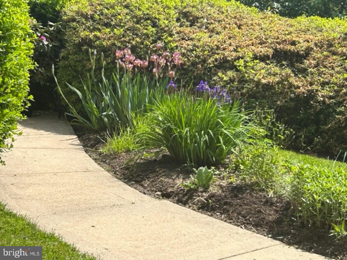 6324 Lenox Road Bethesda, MD 20817 - Photo 5 of 40 Walkway to the front door in early spring