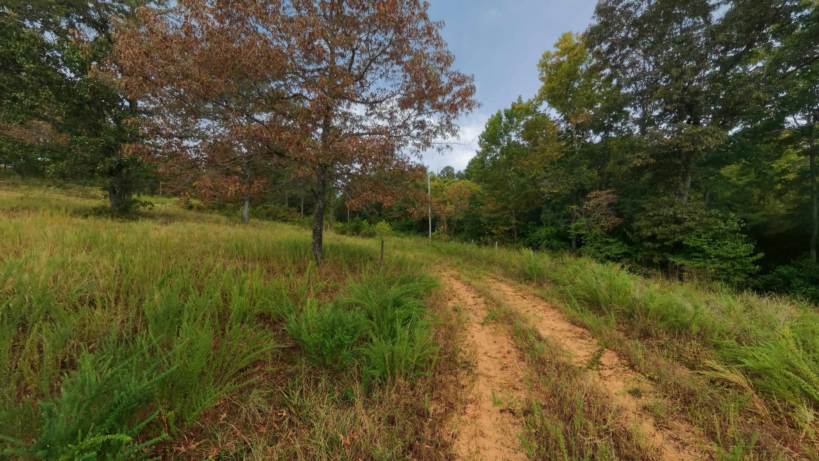 517 Sawmill Road Brockwell, AR 72517 - Photo 47 of 54 40 acres045