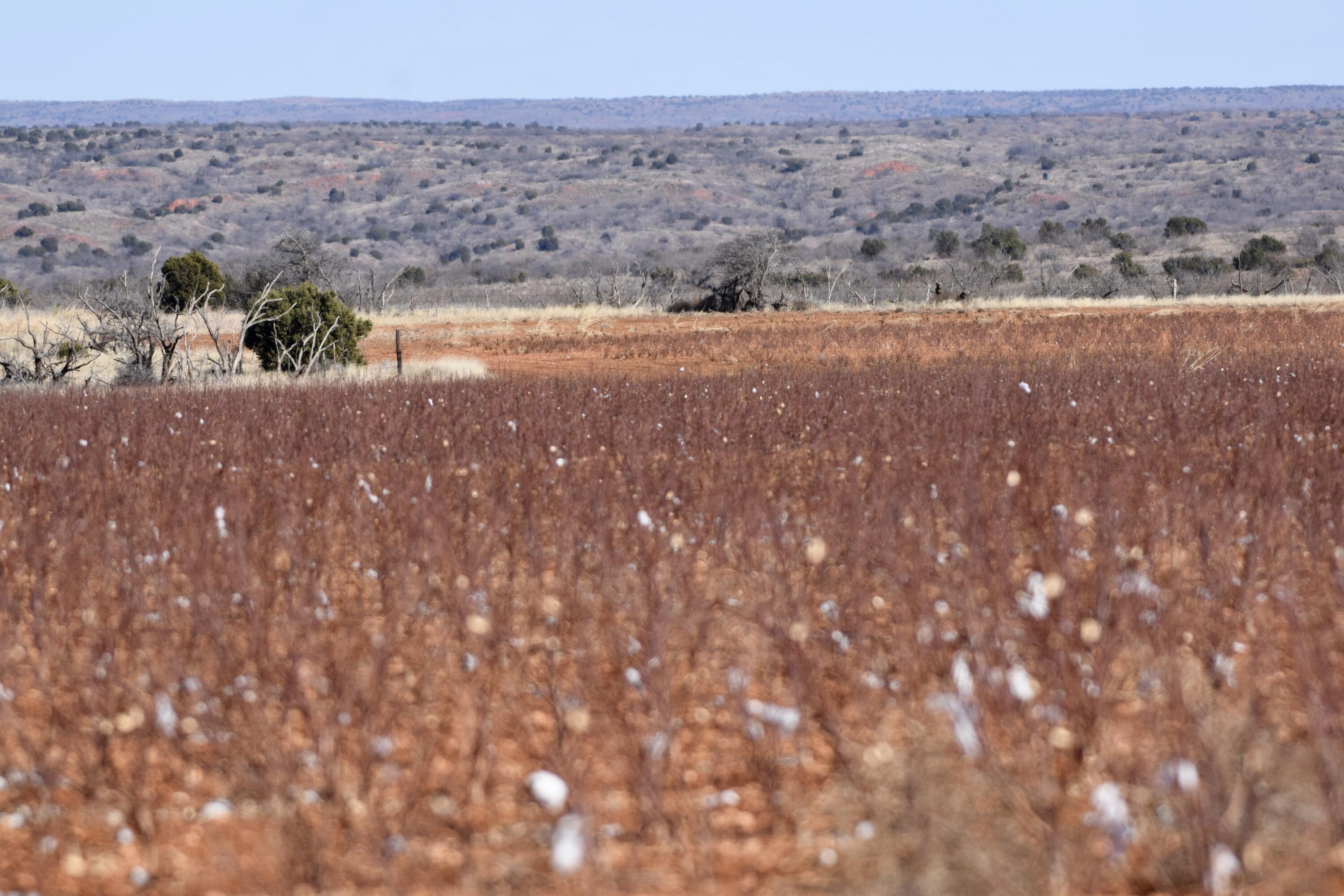 656 Farm To Market Road Turkey, TX 79261 - Photo 13 of 21 DSC_0012