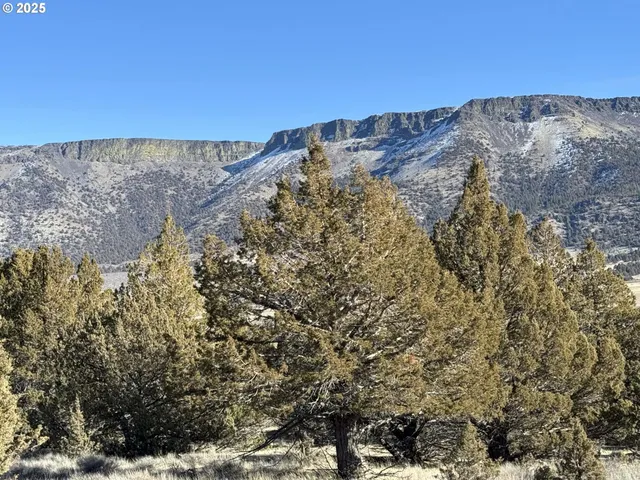 a view of a tree with a yard