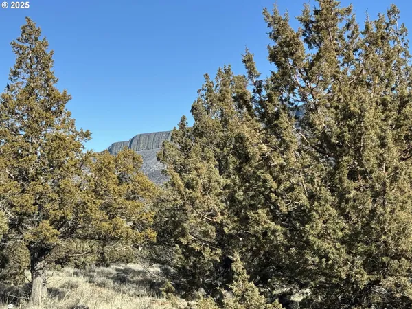 a view of a tree with a yard