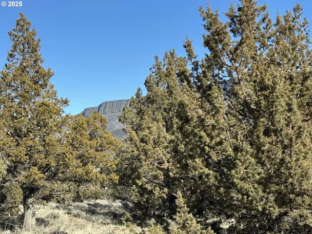 a view of a yard with a tree in the background
