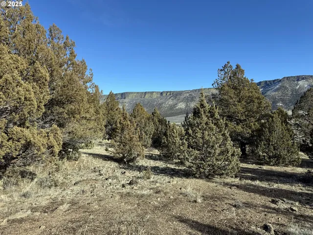a view of a forest with lots of trees