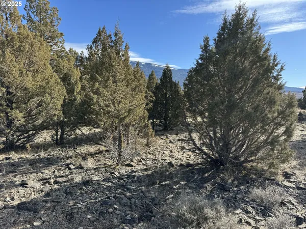 a view of a forest with lots of trees