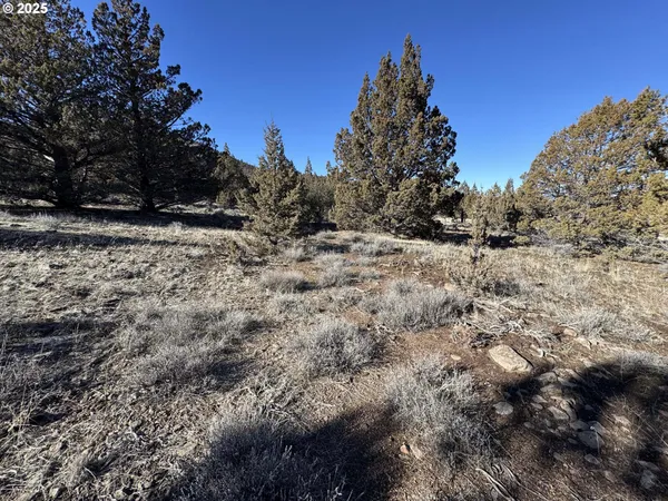 a view of a dry yard with trees