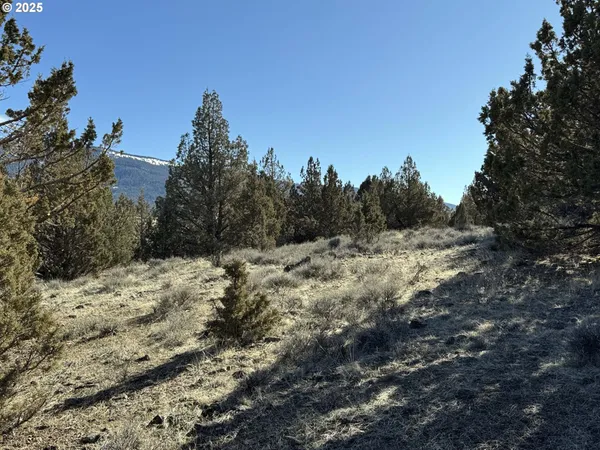a view of a dry yard with trees in the background