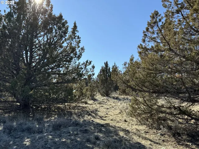a view of a forest filled with trees