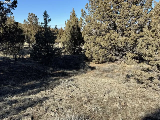 a view of a yard with trees